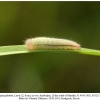 melanargia galathea azerbaijan larva2b